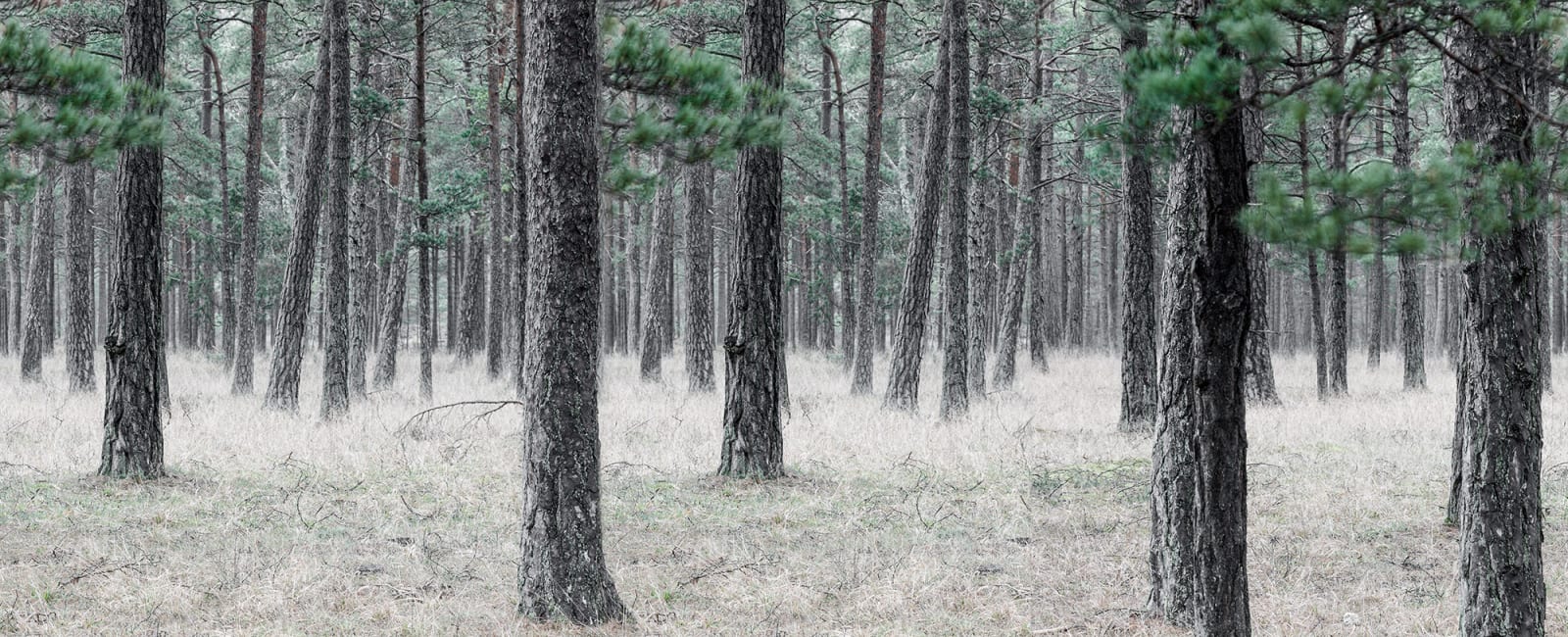 137425-foto-tapet-3d-pine-forest-personalizat-rebel-walls
