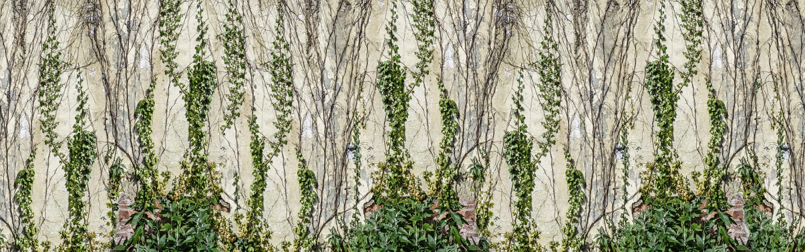 137520-foto-tapet-3d-climbing-ivy-personalizat-rebel-walls