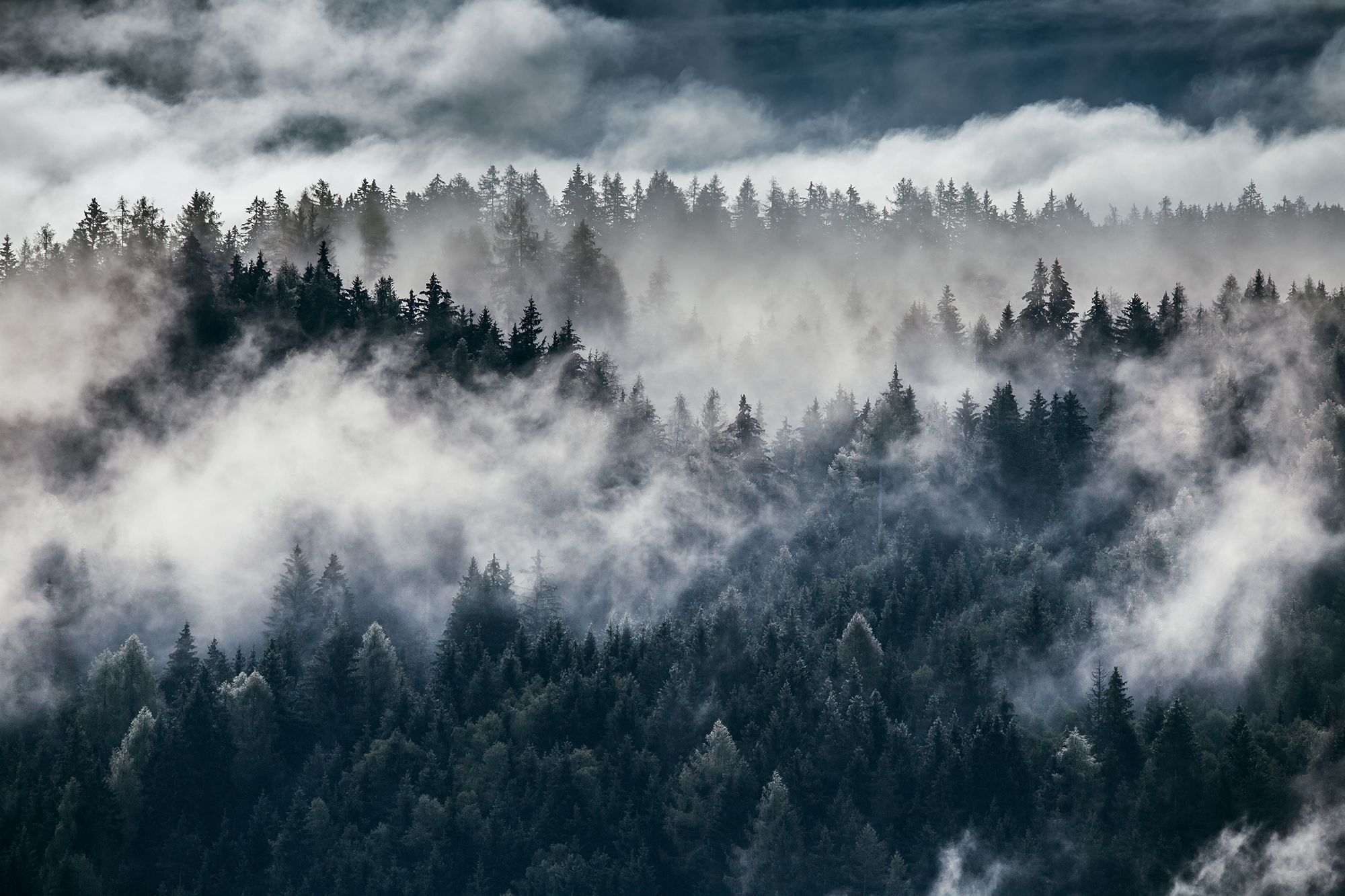 Dense morning fog in alpine landscape with fir trees and mountai