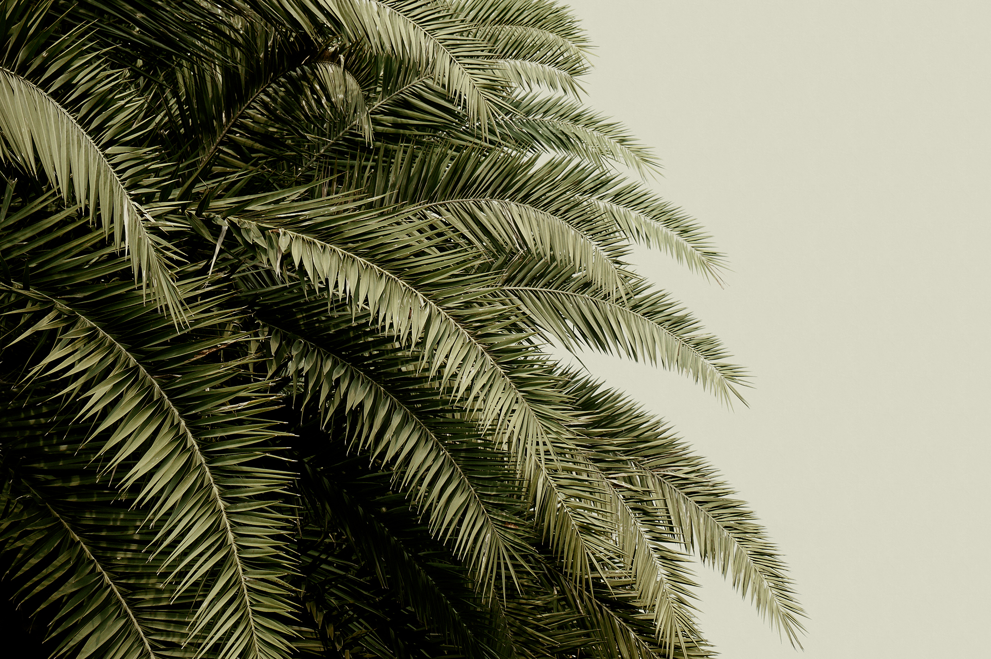 47103-foto-tapet-3d-frunze-tropicale-personalizat-rebel-walls