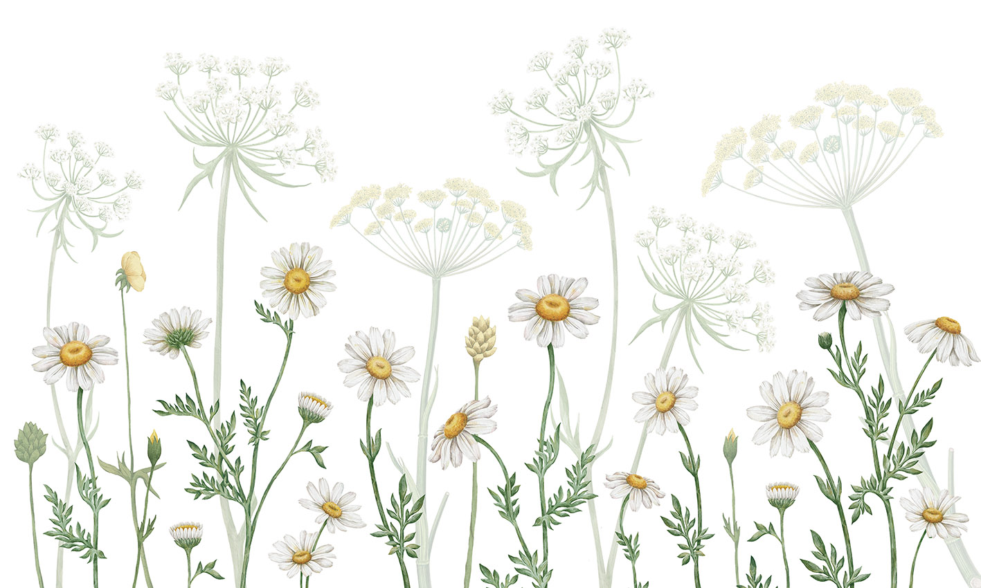 Field_of_Daisies