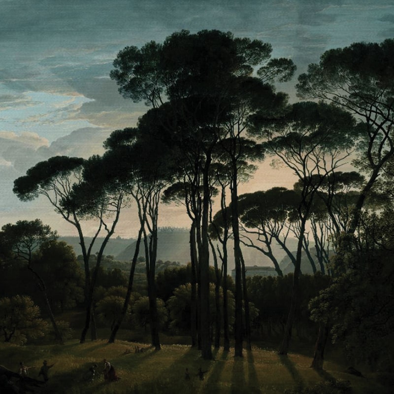Tapet-Umbrella-Pines-Dawn-vladila