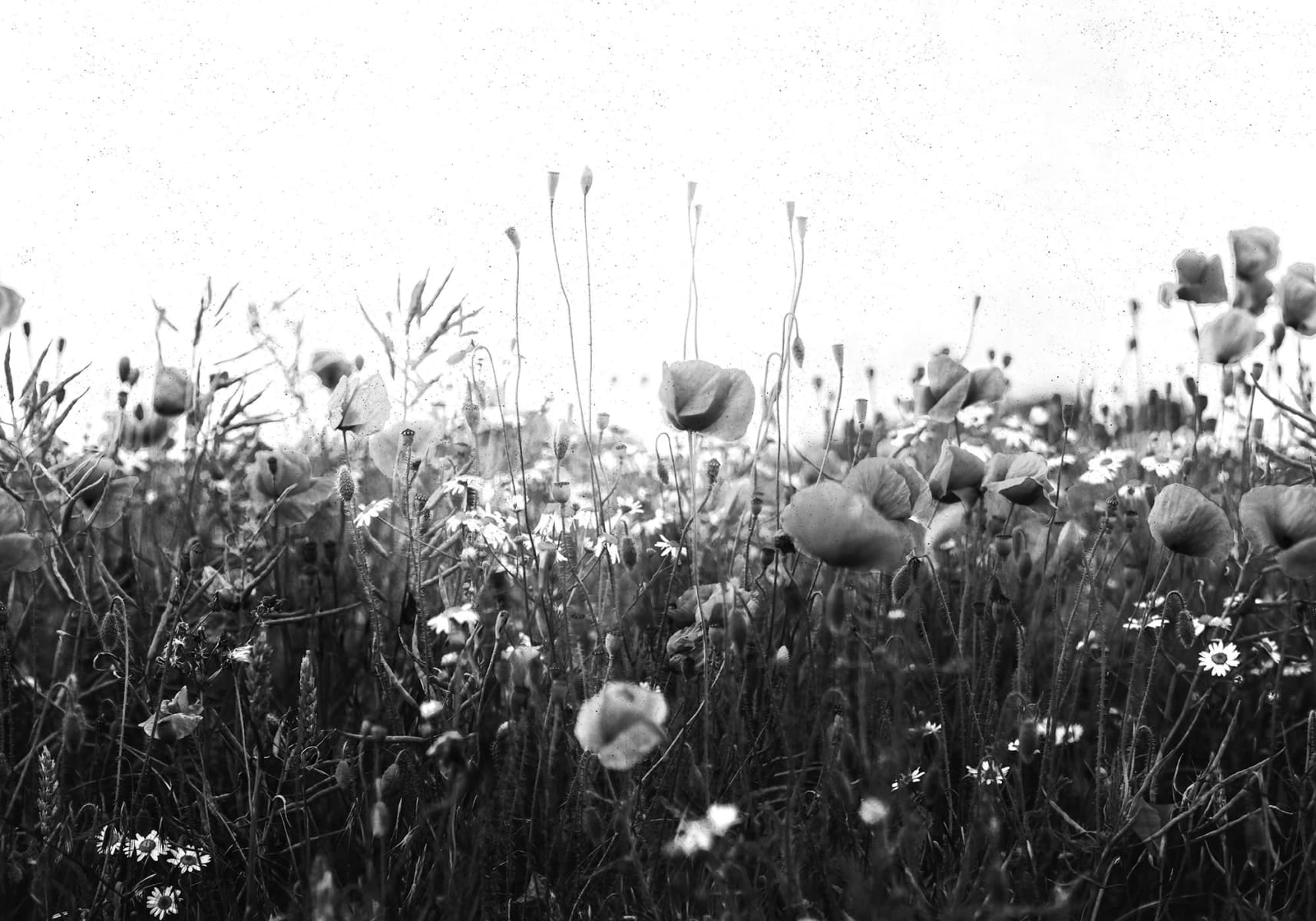 rbwr18871-2